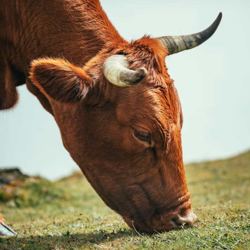 For animals.